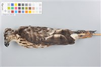 藏品(鳳頭蒼鷹)的圖片